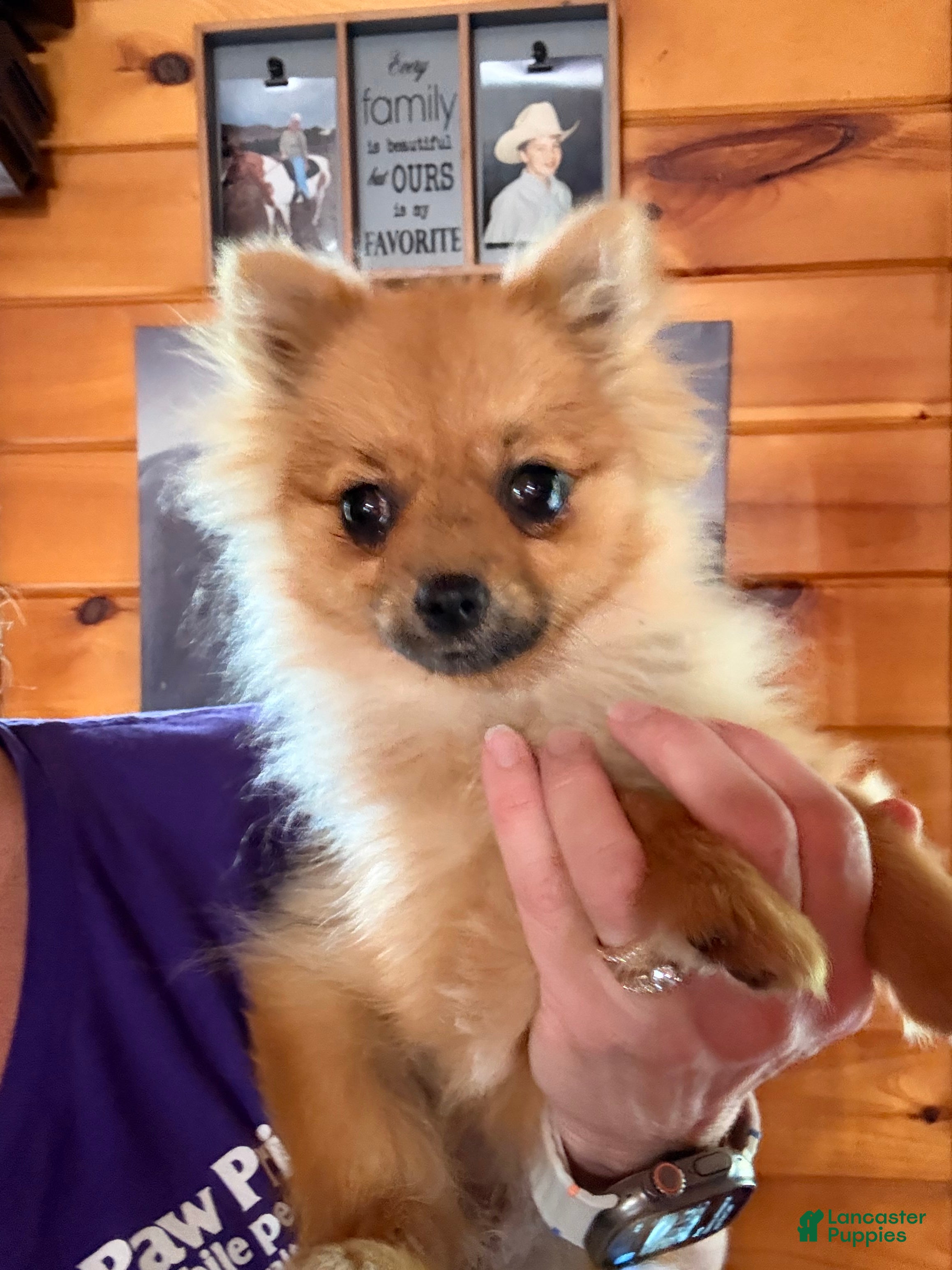 Pomeranian dogs Winnie - Ad 1