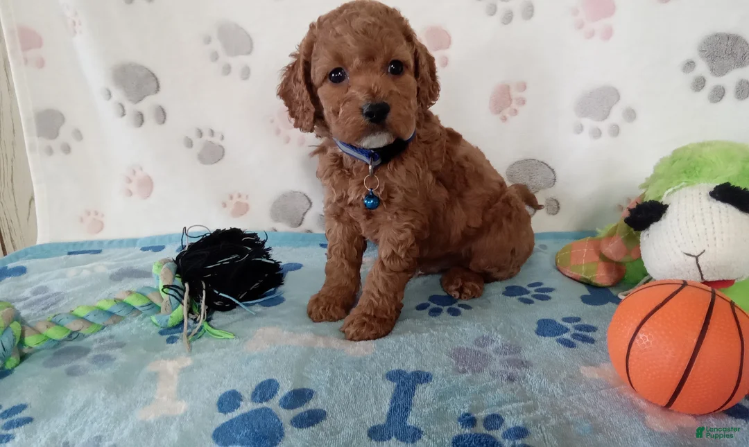 Cockapoo dogs for sale: Sawyer  - Ad 5
