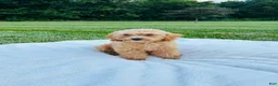 Bichpoo dogs for sale: Bailey - Ad 5