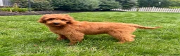 Mini Goldendoodle dogs for sale: Lola - Ad 7