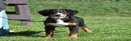 Bernese Mountain Dog dogs for sale: Trevor - Ad 3