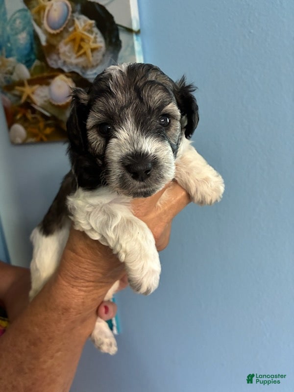 Schnauzer dogs Schnauzer Puppy 5 - Ad 1