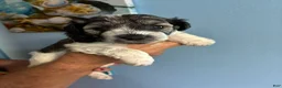 Schnauzer dogs for sale: Schnauzer Puppy 5 - Ad 1