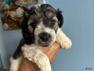 Schnauzer dogs Schnauzer Puppy 5 - Ad 1
