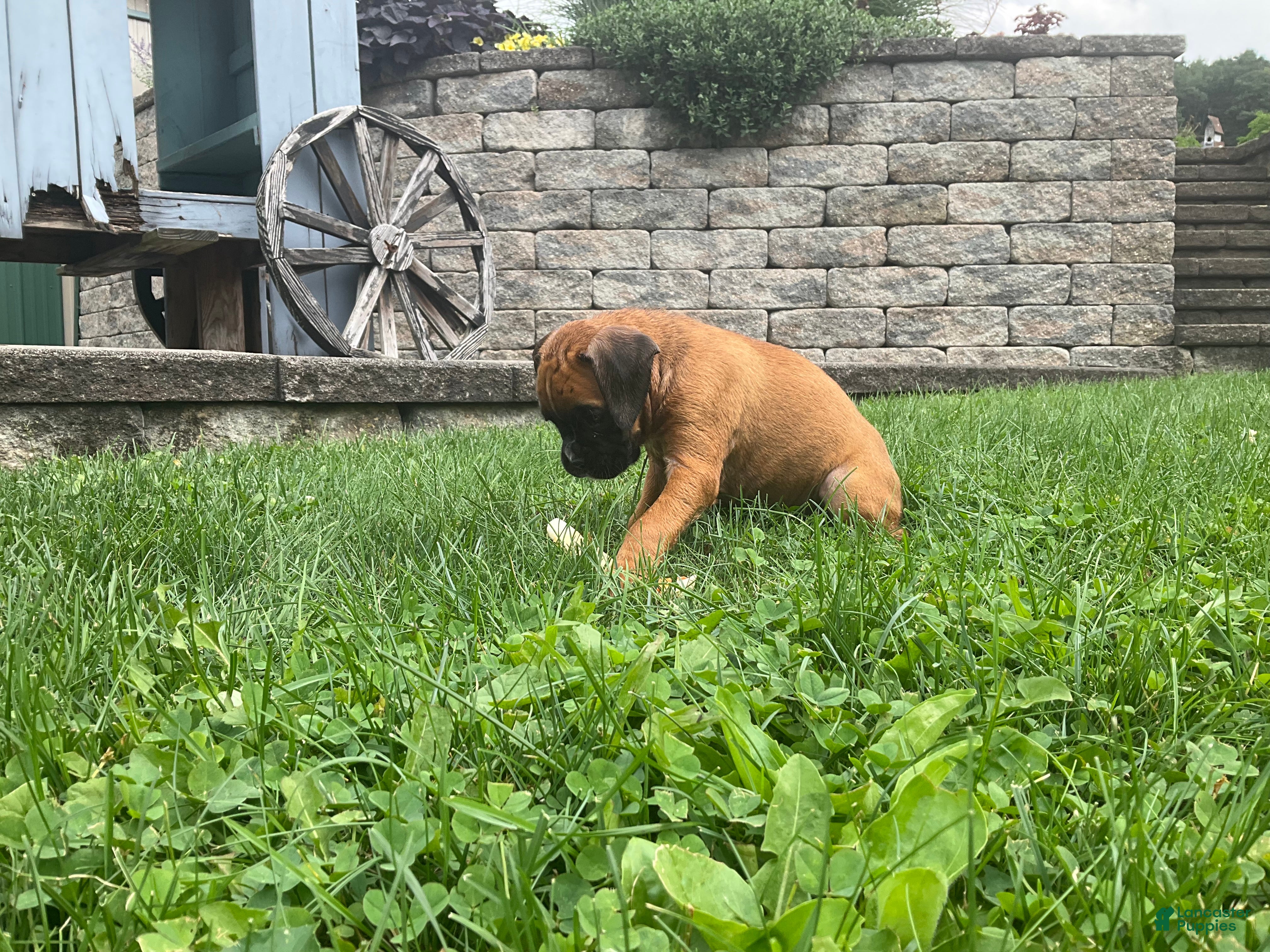 Boxer dogs Sarah - Ad 2