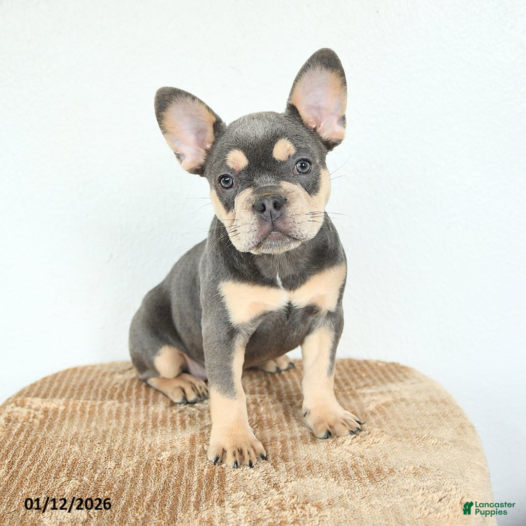 French Bulldog dogs for sale: Valentine - Ad 5