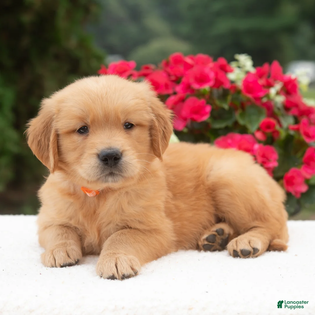 Golden Retriever dogs for sale: Keira  - Ad 2