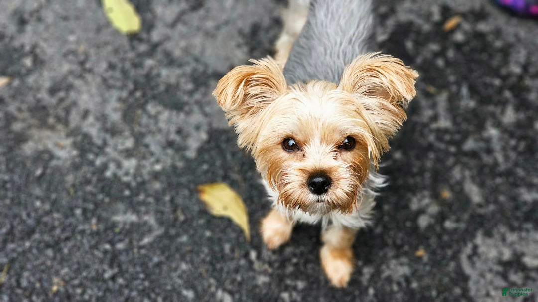 Yorkshire Terrier dogs for sale: Harmony - Ad 4