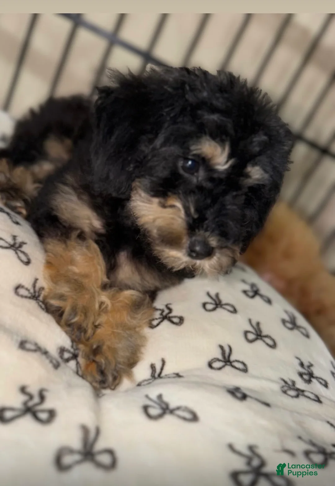 Toy Poodle dogs for sale: Toy Poodle 1 - Ad 1