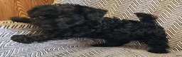 Yorkiepoo dogs for sale: Jack - Ad 8