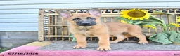 Mixed Breed dogs for sale: Adora - Ad 5