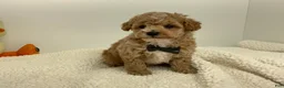 Toy Poodle dogs for sale: Jimmy - Ad 5