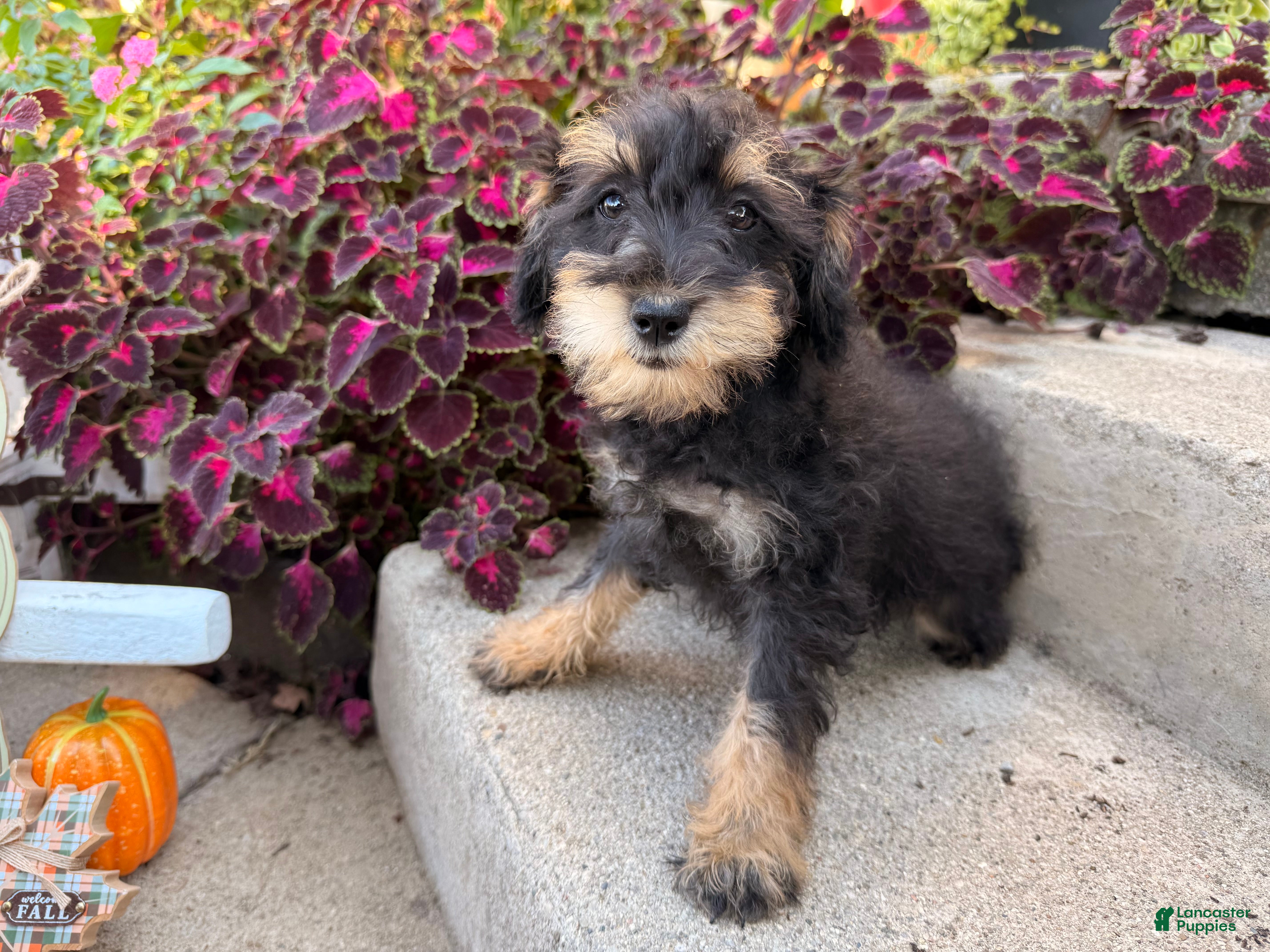 Black And Tan Schnoodle Miniature Schnauzer Mix Schnoodle Puppy