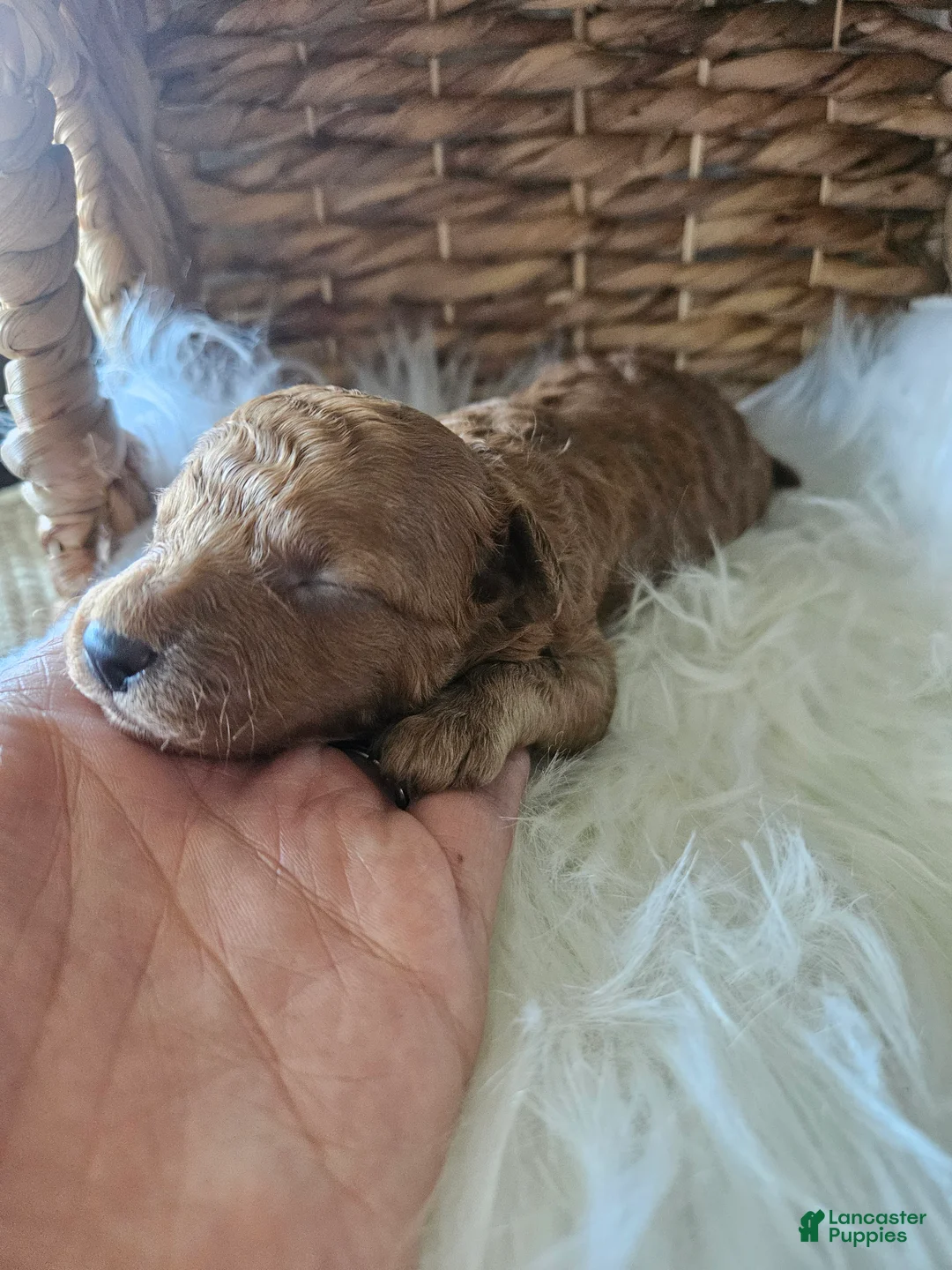 Cavapoo dogs for sale: Griff - Ad 2