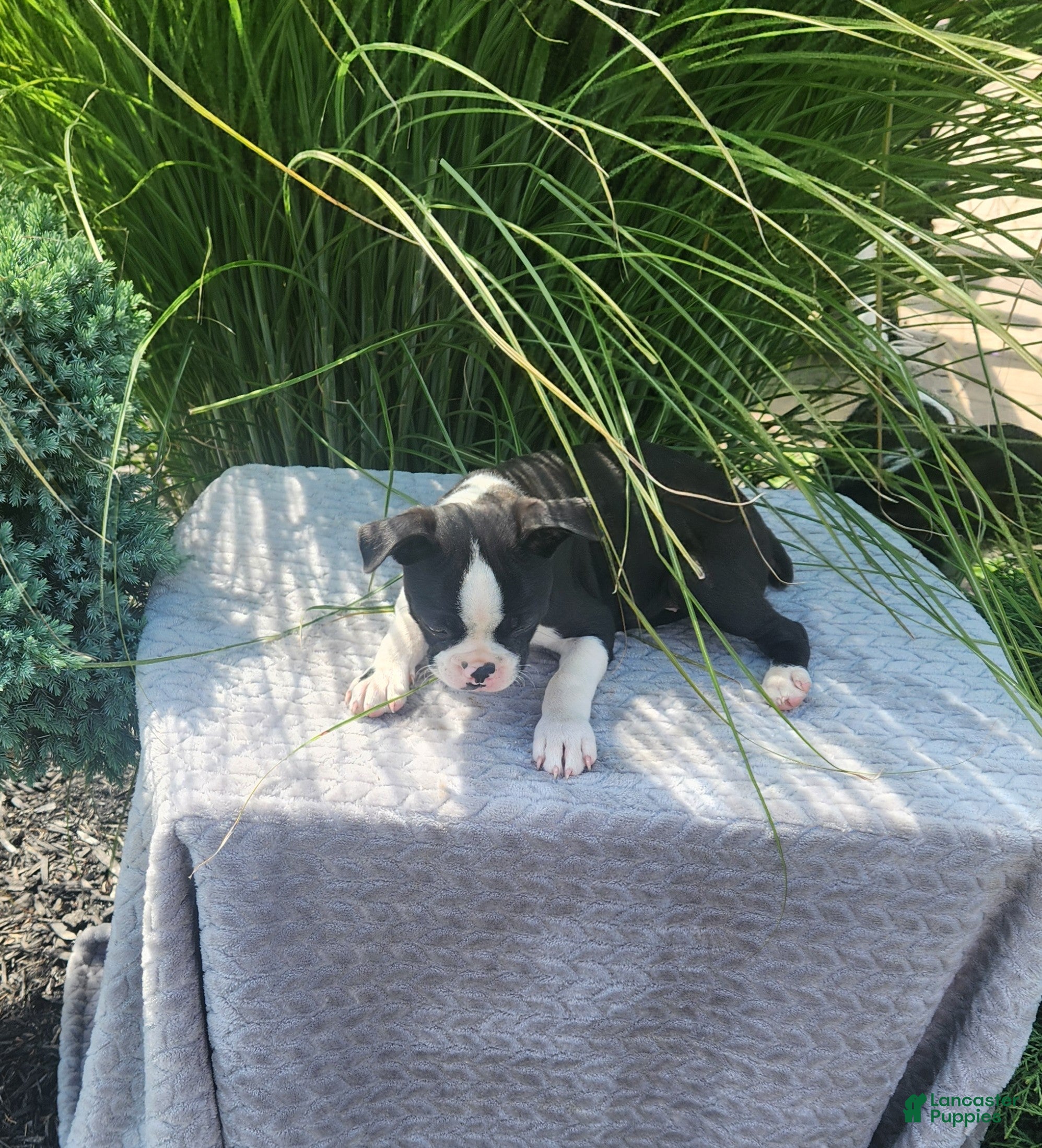 Boston Terrier dogs Blazer - Ad 1
