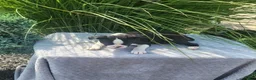 Boston Terrier dogs for sale: Blazer - Ad 1