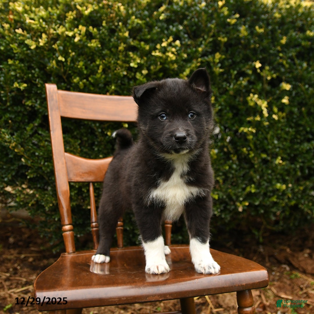 Mixed Breed dogs for sale: Otis - Ad 3