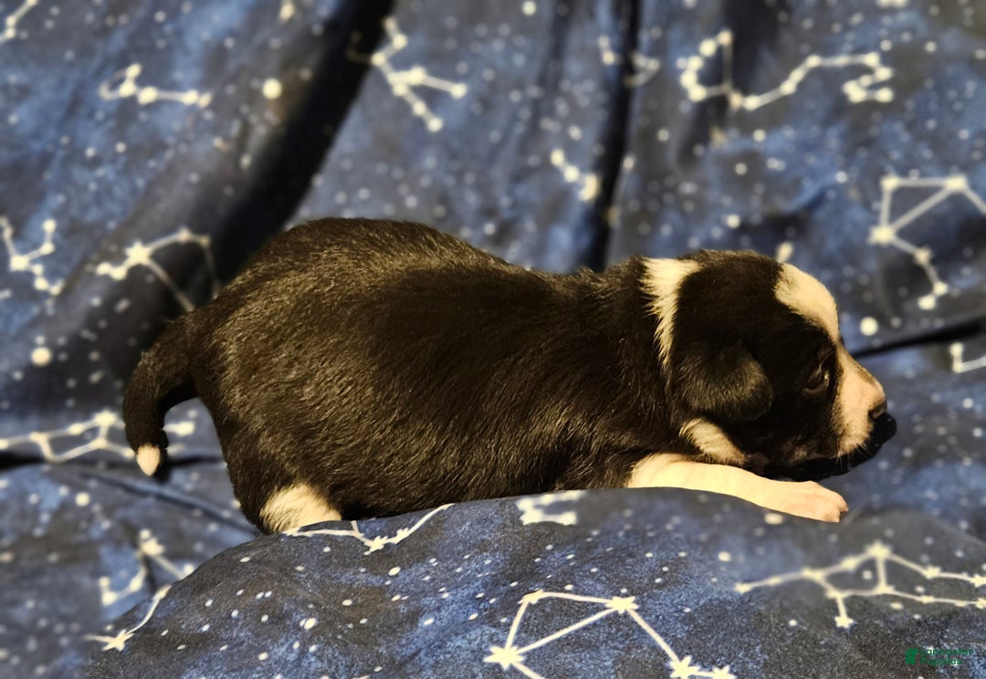 Border Collie dogs for sale: Joy (Call-Text) - Ad 3