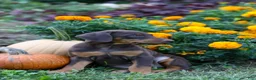Doberman Pinscher dogs for sale: FIONA - Ad 4