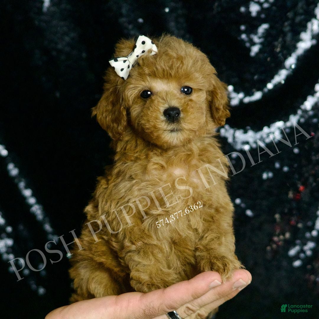 Toy Poodle dogs Gin - Ad 31