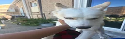 Siberian Husky dogs for sale: Siberian Husky 1 - Ad 3