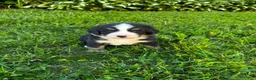 Bernese Mountain Dog dogs for sale: Roxy - Ad 9