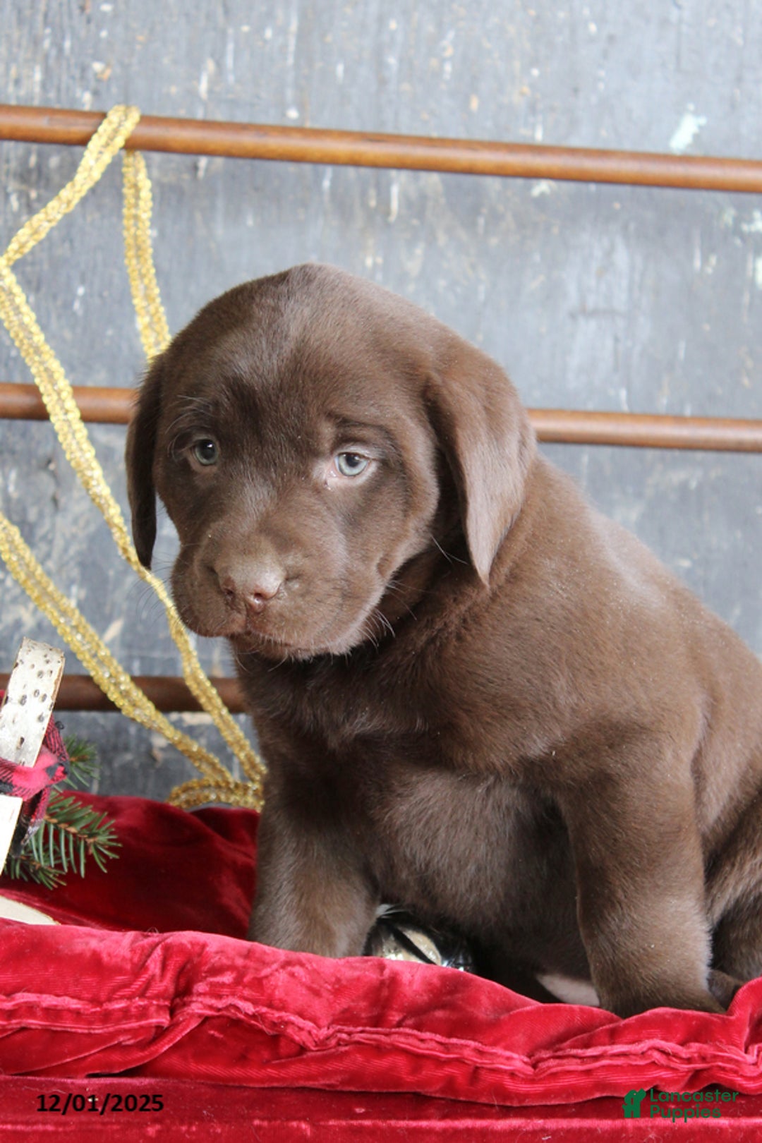 Labrador Retriever dogs for sale: Kimmy - Ad 2
