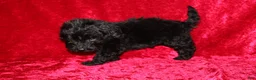 Doxiepoo dogs for sale: Doxiepoo Tracker - Ad 6