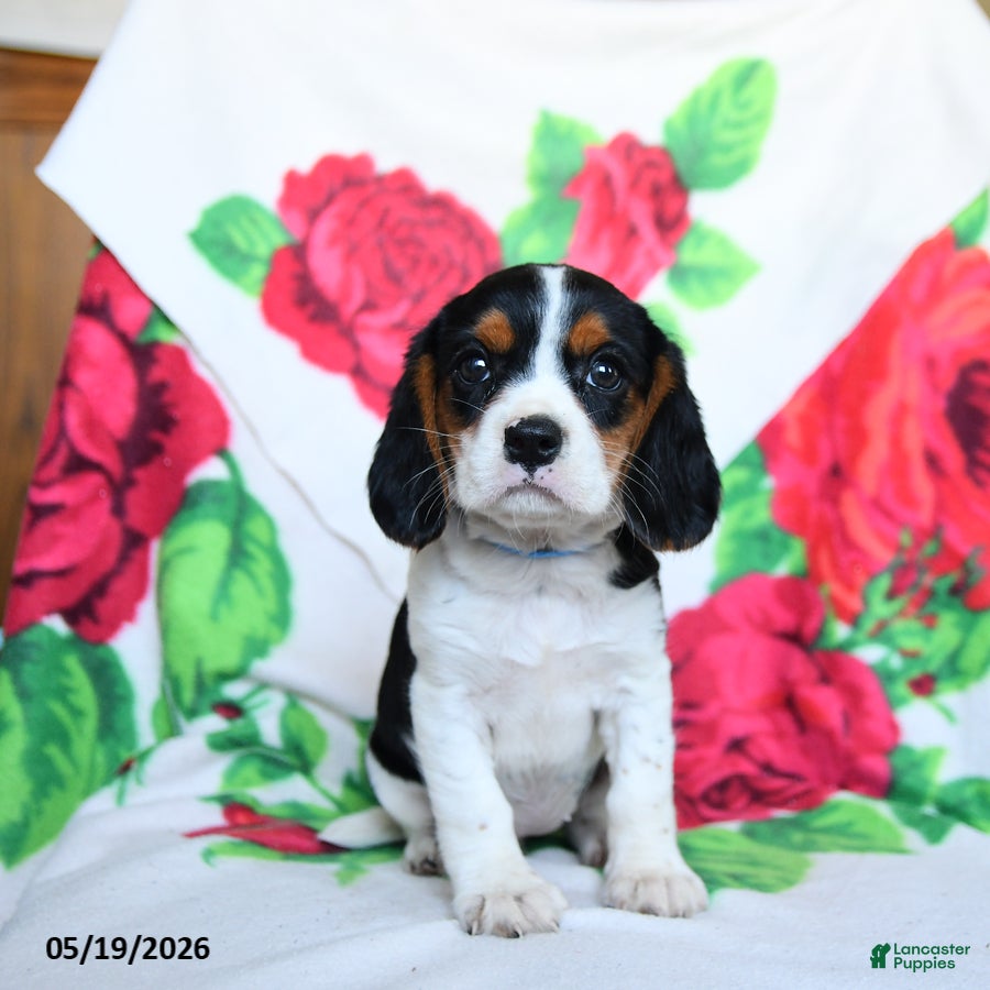 Beaglier dogs Lucy - Ad 1