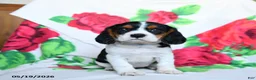 Beaglier dogs for sale: Lucy - Ad 1