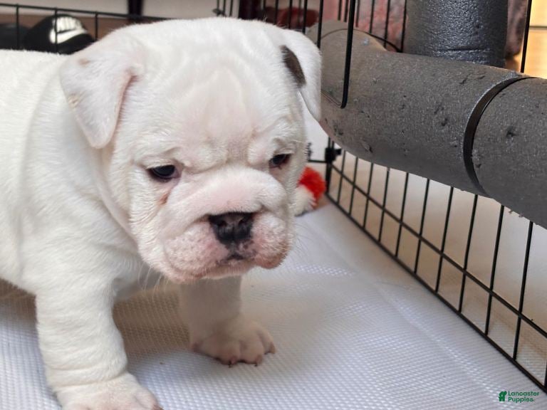 English Bulldog dogs English Bulldog 7 - Ad 12