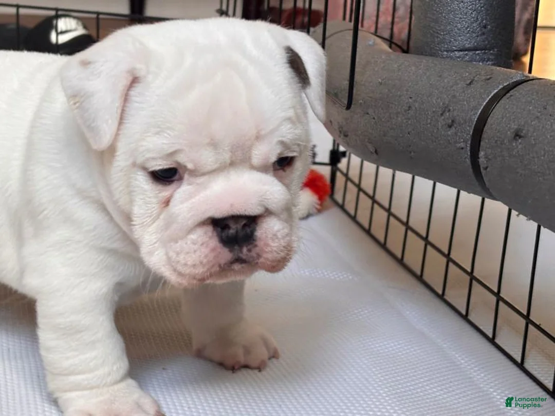 English Bulldog dogs for sale: English Bulldog 7 - Ad 1