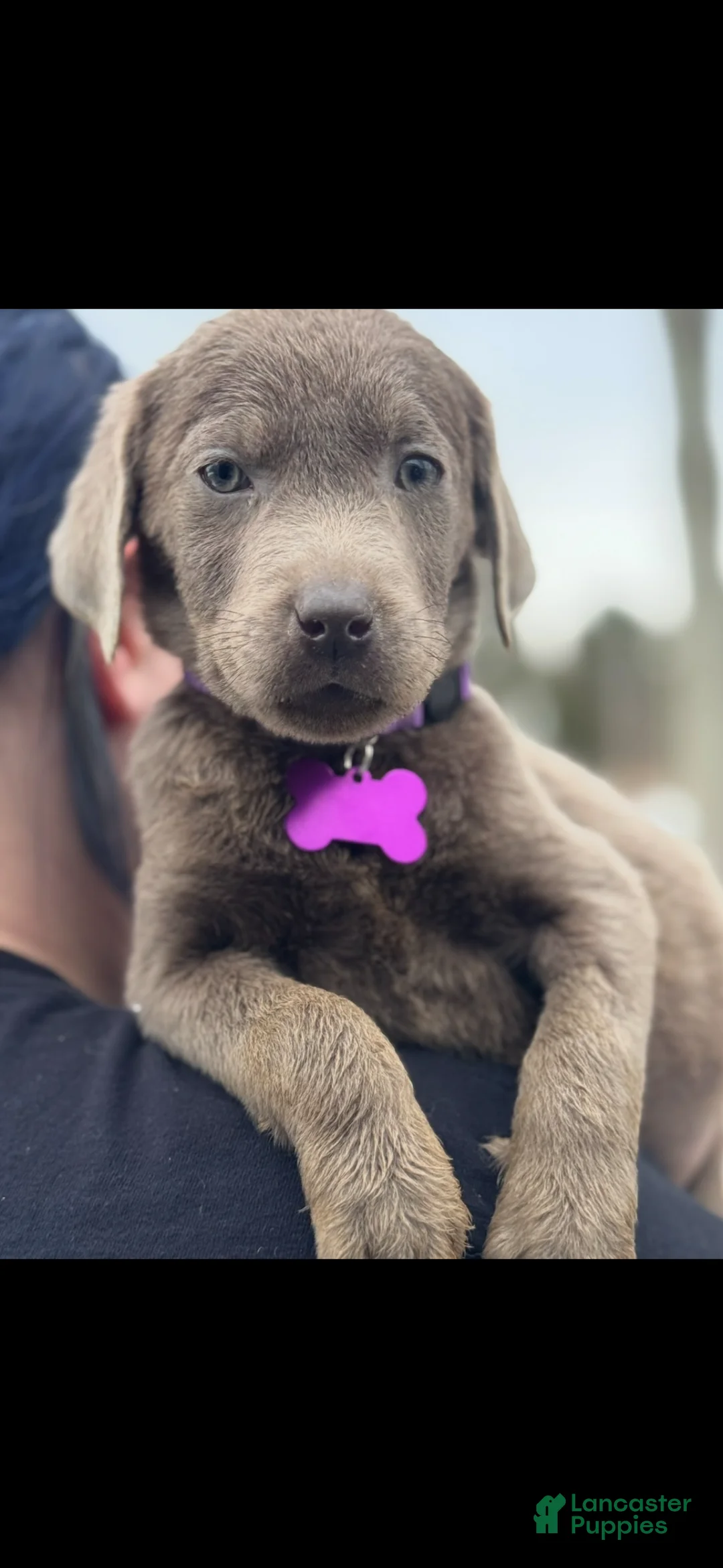 Labrador Retriever dogs for sale: Labrador Retriever Puppy 1 - Ad 12