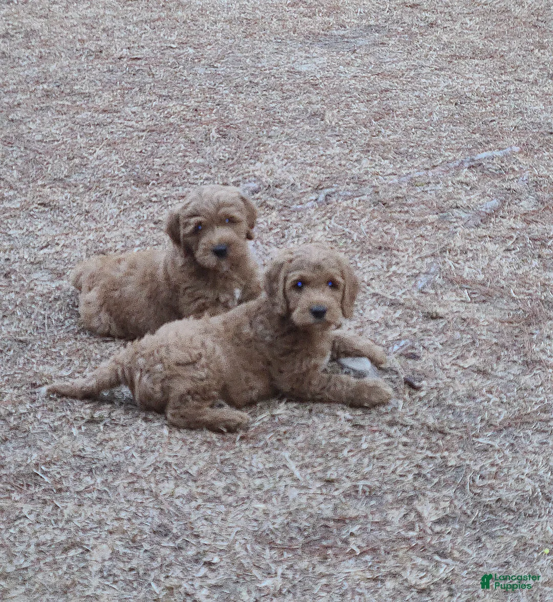 Goldendoodle dogs for sale: Goldendoodle Puppy 1 - Ad 2