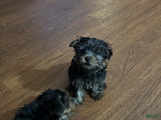 Yorkshire Terrier dogs Yorkshire Terrier Puppy 3 - Ad 5