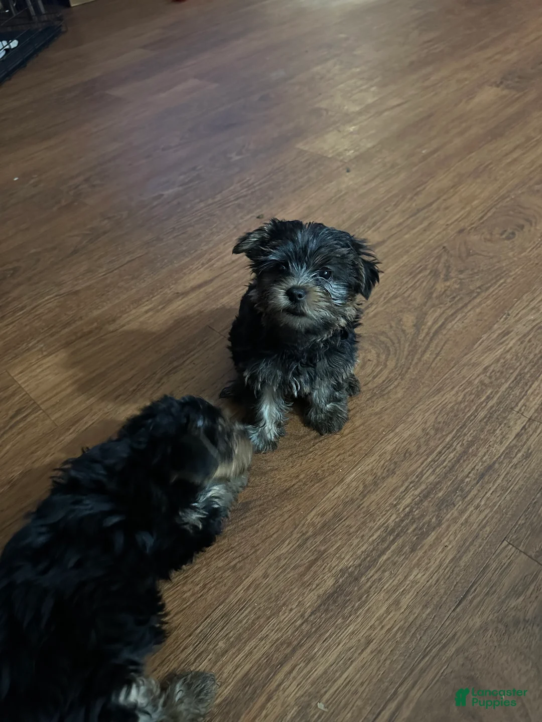 Yorkshire Terrier dogs for sale: Yorkshire Terrier Puppy 3 - Ad 1