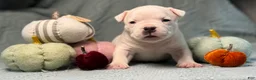 American Bully dogs for sale: Black/White Pied  - Ad 7