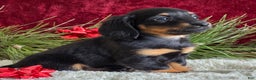 Miniature Dachshund dogs for sale: Kate - Ad 10