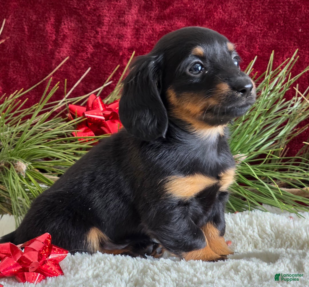 Miniature Dachshund dogs for sale: Kate - Ad 10