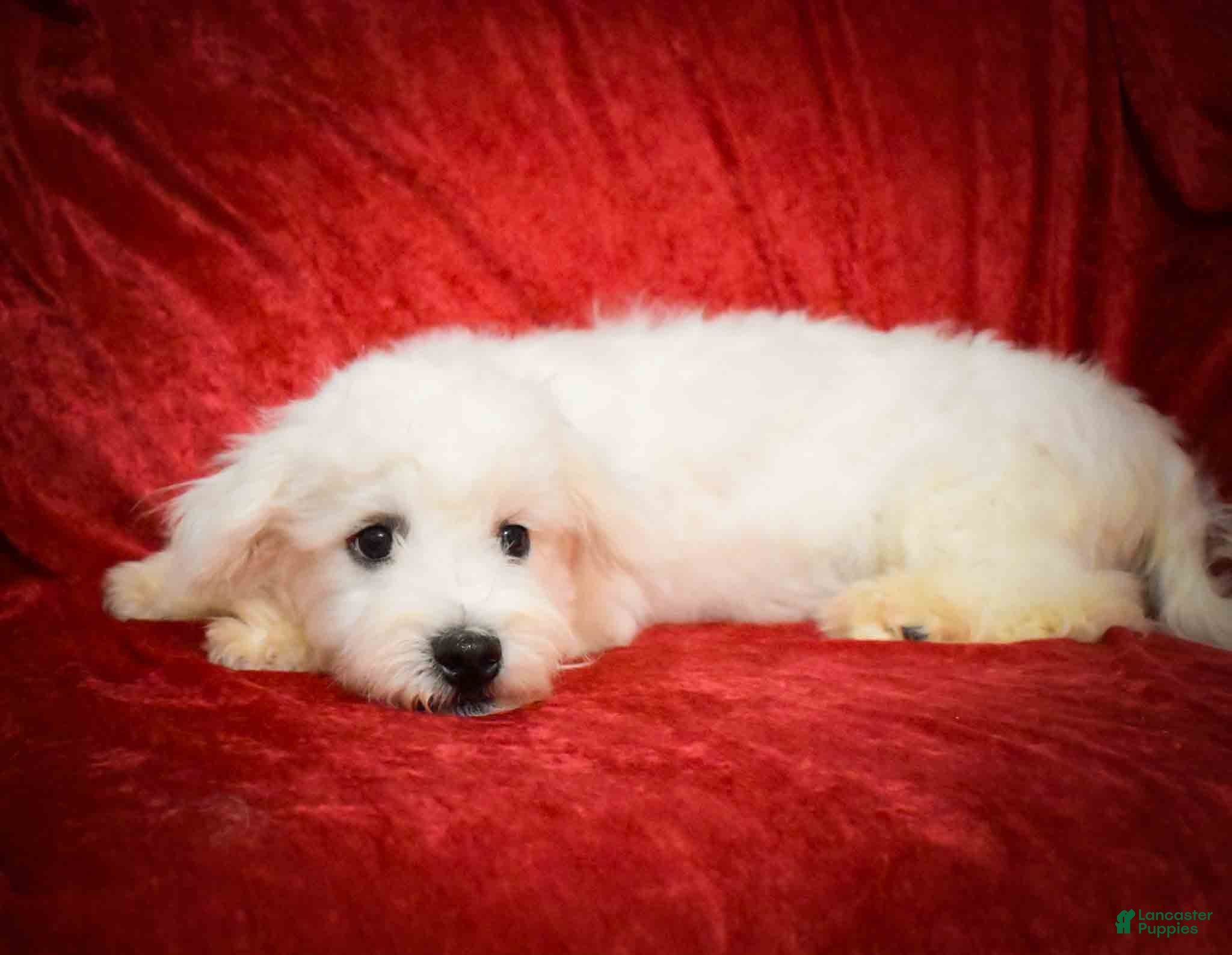 Maltese dogs Bryson 🐾 - Ad 1