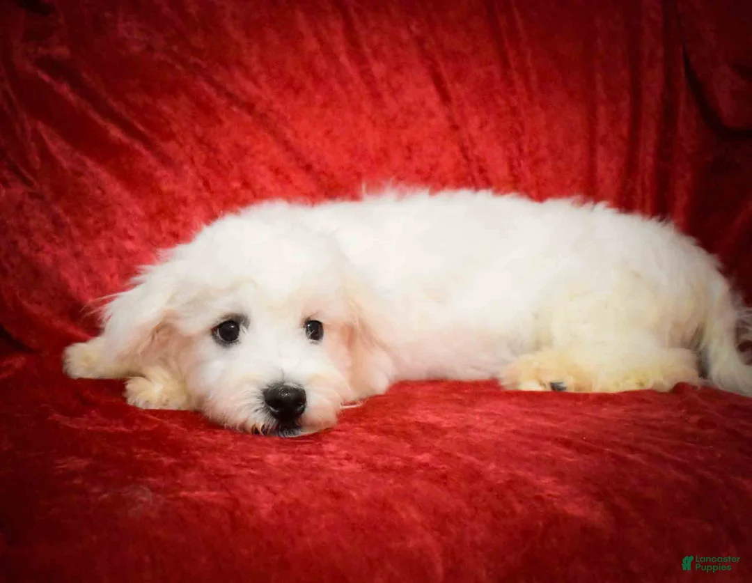 Maltese dogs for sale: Bryson 🐾 - Ad 2
