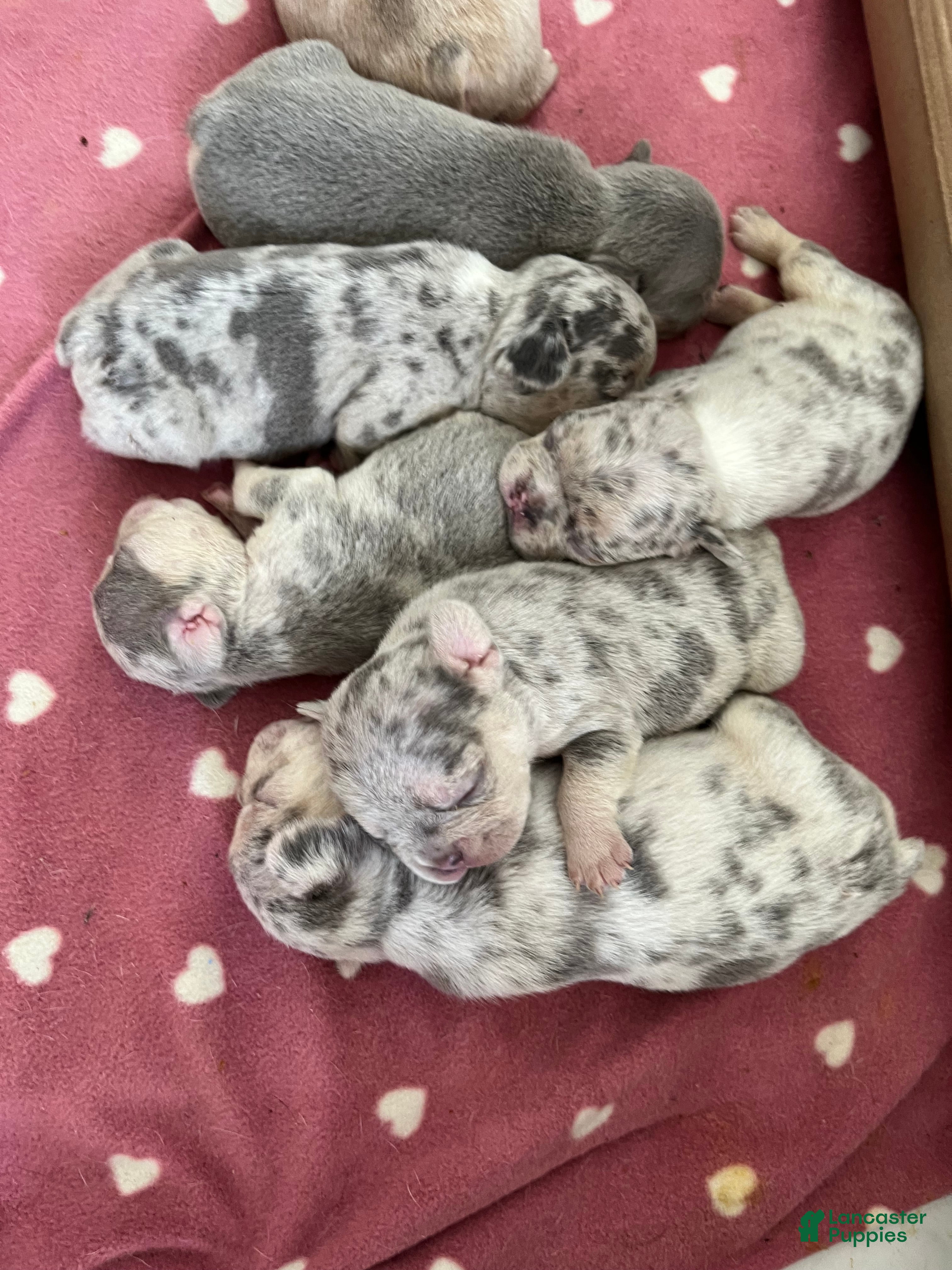 French Bulldog dogs French Bulldog 1 - Ad 37