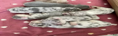 French Bulldog 1