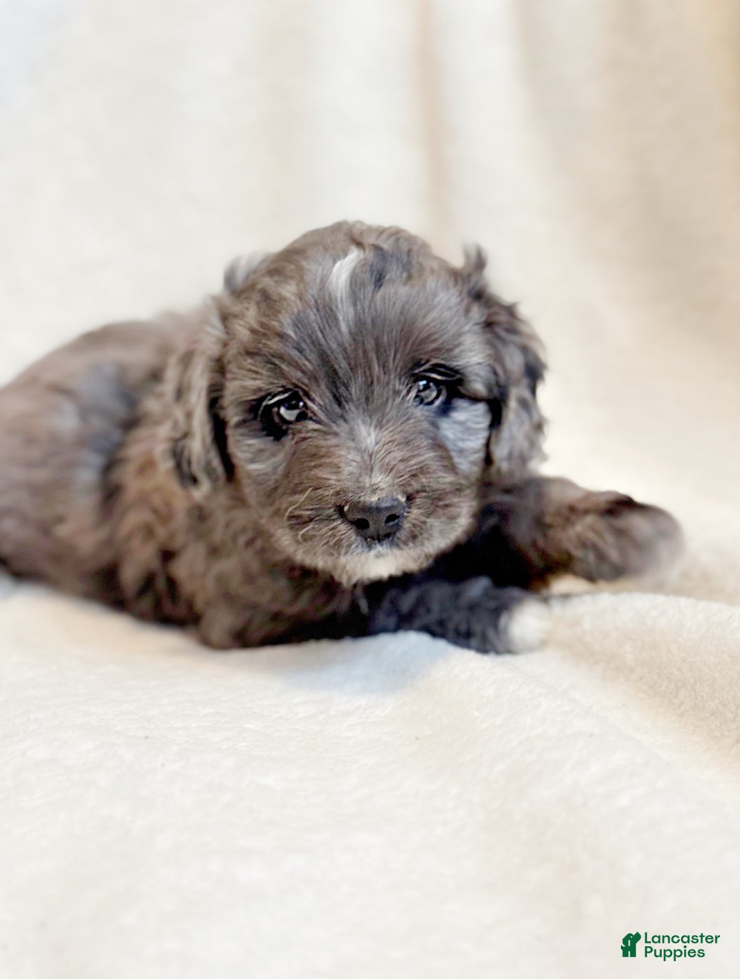 Mini Aussiedoodle dogs for sale: Ripley - Ad 2