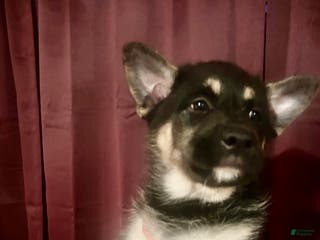 Mixed Breed dogs Mixed Breed Puppy 1 - Ad 9