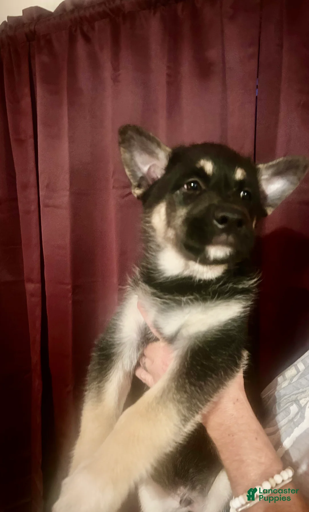 Mixed Breed dogs for sale: Mixed Breed Puppy 1 - Ad 1