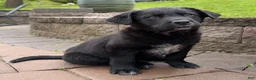 Mixed Breed dogs for sale: Mixed Breed Puppy 1 - Ad 1