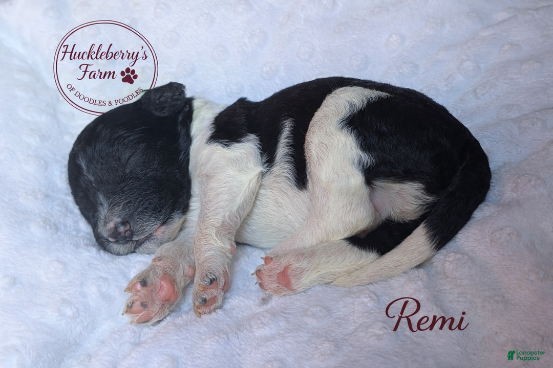 Goldendoodle dogs for sale: Remi F1B  - Ad 1