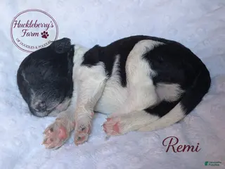 Goldendoodle dogs Remi - Ad 19