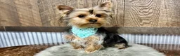 Yorkshire Terrier dogs for sale: Koby - Ad 6